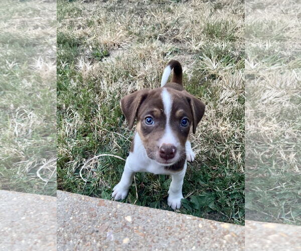 Medium Photo #4 Mutt Puppy For Sale in Hillsboro, MO, USA