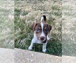 Small #3 Mutt