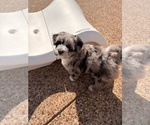 Small #4 Aussiedoodle-Goldendoodle Mix