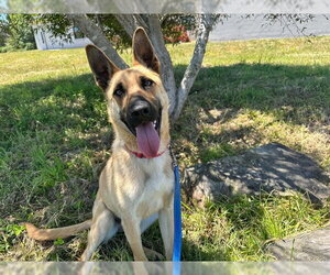DOZER - Male German Shepherd Dog-Unknown Mix Dog for Adoption - Photo #2