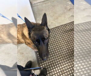 Mutt Dogs for adoption in Stockton, CA, USA