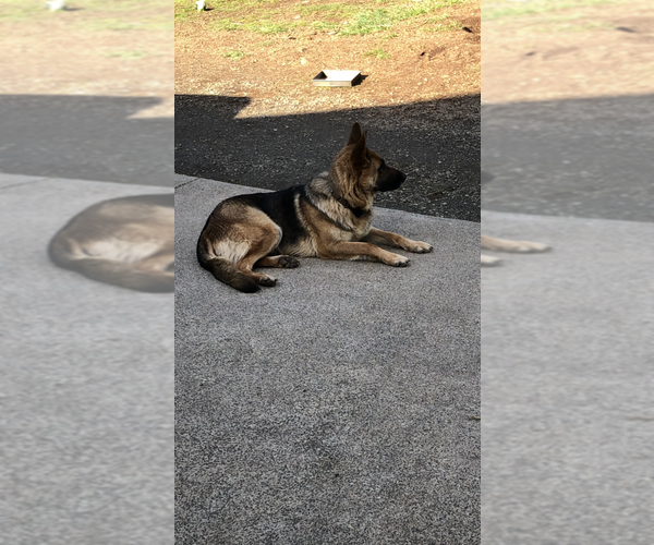 Medium Photo #1 German Shepherd Dog Puppy For Sale in BRUSH PRAIRIE, WA, USA
