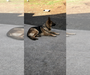 Mother of the German Shepherd Dog puppies born on 04/02/2025