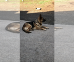 Small Photo #1 German Shepherd Dog Puppy For Sale in BRUSH PRAIRIE, WA, USA