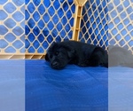 Small Photo #14 Labrador Retriever Puppy For Sale in CARMICHAEL, CA, USA