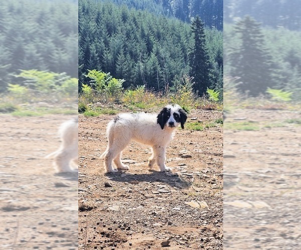 Medium Photo #7 Saint Berdoodle Puppy For Sale in BRUSH PRAIRIE, WA, USA