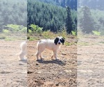 Small #6 Saint Berdoodle