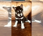 Small Photo #8 Siberian Husky Puppy For Sale in CLERMONT, FL, USA