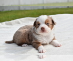 Small #3 Miniature Australian Shepherd