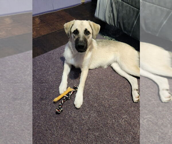 Medium Photo #4 German Shepherd Dog-Great Pyrenees Mix Puppy For Sale in Caldwell, NJ, USA