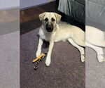 Small #3 German Shepherd Dog-Great Pyrenees Mix
