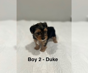 Medium YorkiePoo