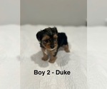 Puppy Duke YorkiePoo