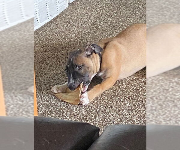 Medium Photo #6 Bullboxer Pit Puppy For Sale in MIDWAY, UT, USA