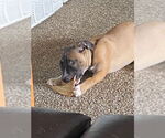 Small #5 Bullboxer Pit