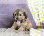Small #15 ShihPoo