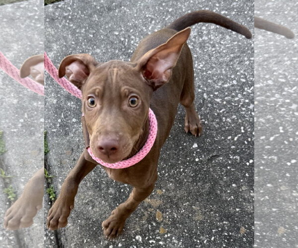 Medium Photo #8 Labrador Retriever-Unknown Mix Puppy For Sale in Sanford, FL, USA