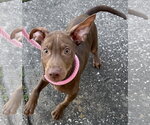 Small #7 Labrador Retriever Mix