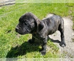 Small Photo #28 Mastiff Puppy For Sale in FULTON, NY, USA