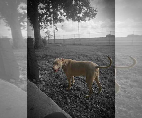 Medium Photo #2 Mutt Puppy For Sale in Abbeville, LA, USA