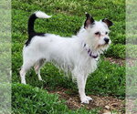 Small #2 Chihuahua Mix