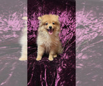 Puppy Cinnamon Pomeranian