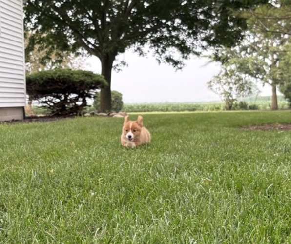 Medium Photo #11 Pembroke Welsh Corgi Puppy For Sale in MILFORD, IN, USA