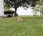 Small Photo #11 Pembroke Welsh Corgi Puppy For Sale in MILFORD, IN, USA