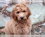 Puppy 8 Goldendoodle