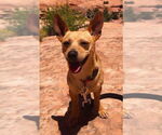 Small #2 Chihuahua