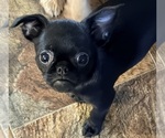 Small #2 Brussels Griffon