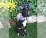 Small American Staffordshire Terrier Mix