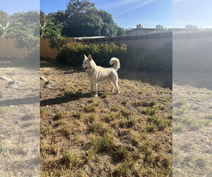 Stellie - Female Siberian Husky-Unknown Mix Dog for Adoption - Photo #3