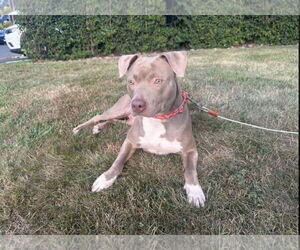 American Pit Bull Terrier-Unknown Mix Dogs for adoption in Westwood, NJ, USA