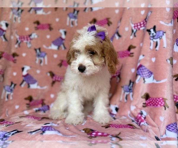 Medium Photo #6 Goldendoodle (Miniature) Puppy For Sale in LAKELAND, FL, USA