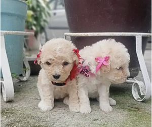 Poodle (Toy) Dogs for adoption in LOS ANGELES, CA, USA