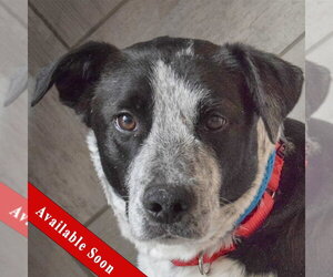 Border Collie-Unknown Mix Dogs for adoption in Huntley, IL, USA