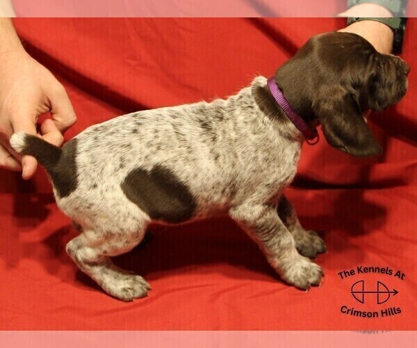 Medium Photo #3 German Shorthaired Pointer Puppy For Sale in CONWAY, AR, USA