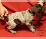 Small Photo #3 German Shorthaired Pointer Puppy For Sale in CONWAY, AR, USA
