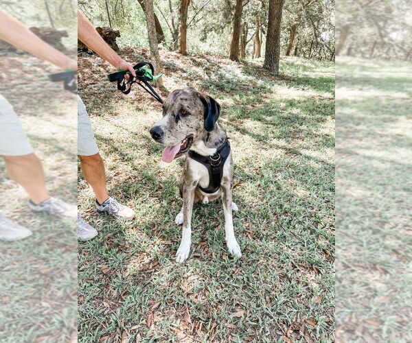 Medium Photo #6 Great Dane-Unknown Mix Puppy For Sale in Bullard, TX, USA