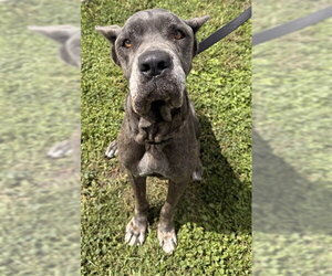 Mutt Dogs for adoption in Fort Lauderdale, FL, USA
