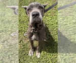Small Mutt