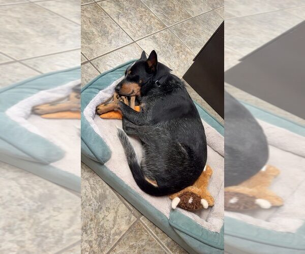 Medium Photo #7 Mutt Puppy For Sale in Abbeville, LA, USA