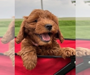 Goldendoodle (Miniature) Puppy for sale in HULL, IA, USA