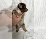 Small Photo #24 Miniature Australian Shepherd Puppy For Sale in NEW PORT RICHEY, FL, USA