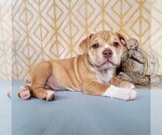 Small Photo #12 Olde English Bulldogge Puppy For Sale in NEOSHO, MO, USA