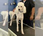Small Photo #1 Poodle (Standard) Puppy For Sale in ANTIOCH, CA, USA