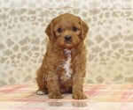 Small Photo #4 Cavapoo Puppy For Sale in DENVER, PA, USA