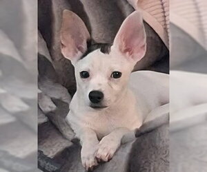 Chihuahua-Unknown Mix Dogs for adoption in Canton, CT, USA
