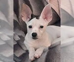 Bonnie - Female Chihuahua-Unknown Mix Dog for Adoption - Small photo